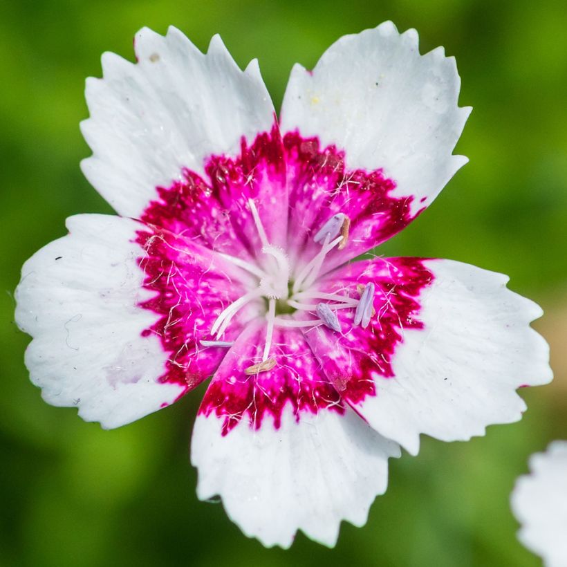 Heide-Nelke Arctic Fire - Dianthus deltoides (Flowering)