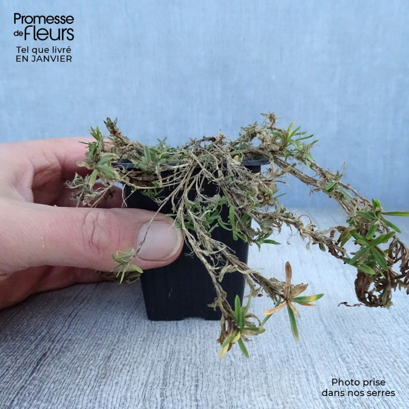 Exemplar von Heide-Nelke Brillant - Dianthus deltoides Kleine Töpfe von 7/8 cm wie im Winter geliefert