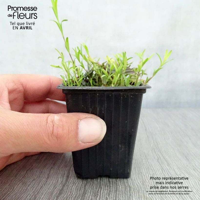 Exemplar von Heide-Nelke Brillant - Dianthus deltoides Kleine Töpfe von 7/8 cm wie im Frühjahr geliefert