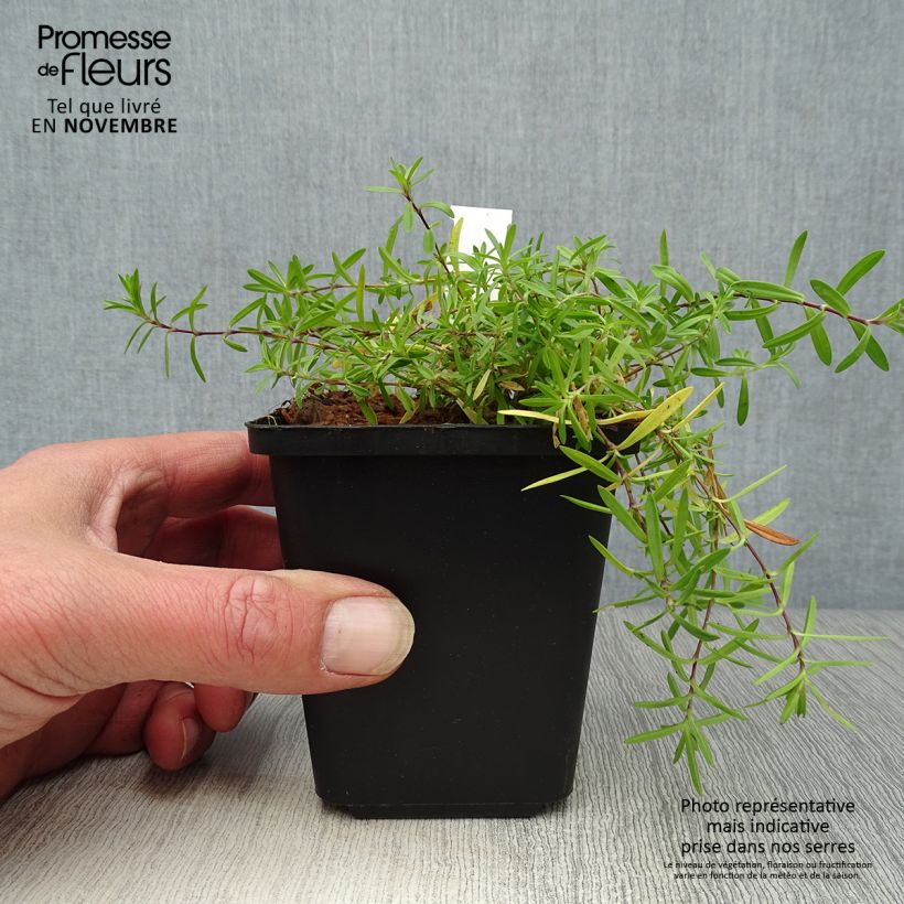 Example of Heide-Nelke Flashing Light - Dianthus deltoides Kleine Töpfe von 8/9 cm as you get in automne