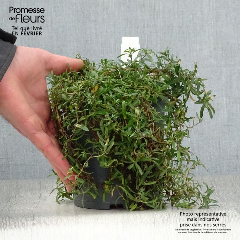 Example of Heide-Nelke Flashing Light - Dianthus deltoides Topf mit 2L/3L as you get in hiver