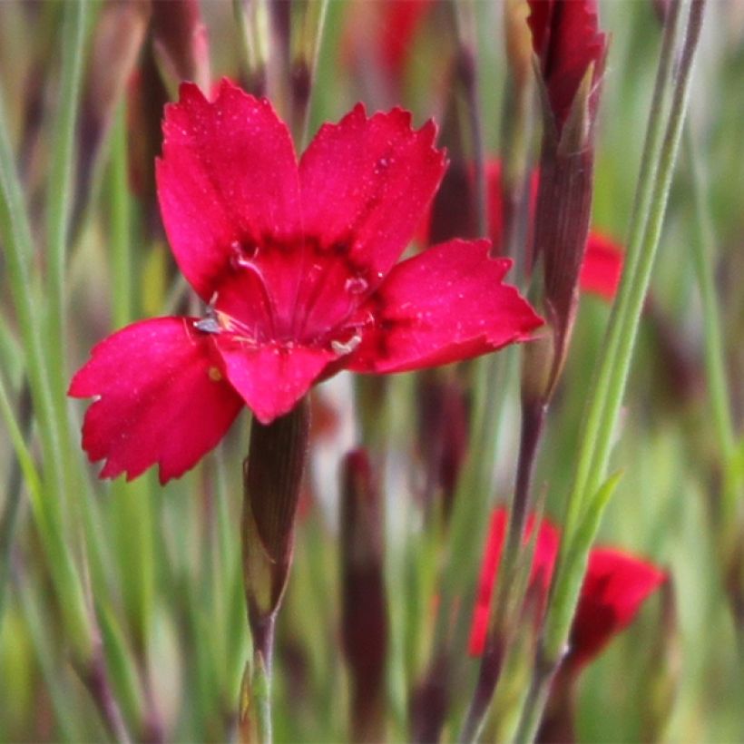 Heide-Nelke Flashing Light - Dianthus deltoides (Flowering)