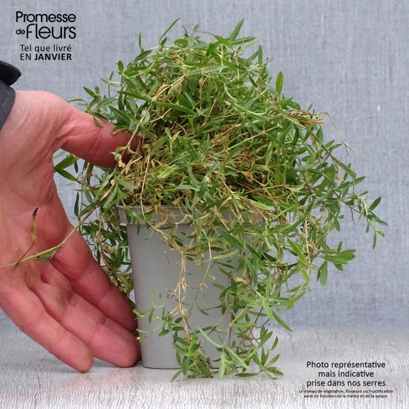 Exemplar von Heide-Nelke Rosea - Dianthus deltoides Kleine Töpfe von 8/9 cm wie im Winter geliefert