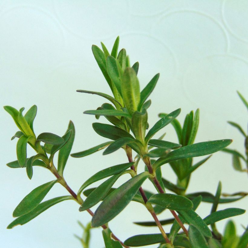 Heide-Nelke Rosea - Dianthus deltoides (Foliage)