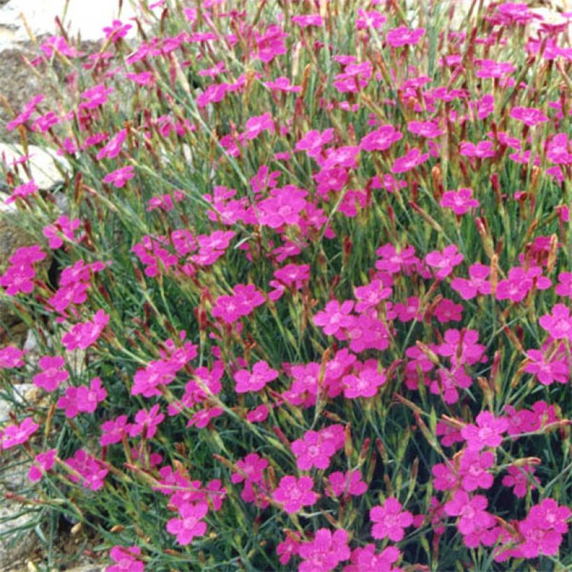 Heide-Nelke Rosea - Dianthus deltoides (Flowering)