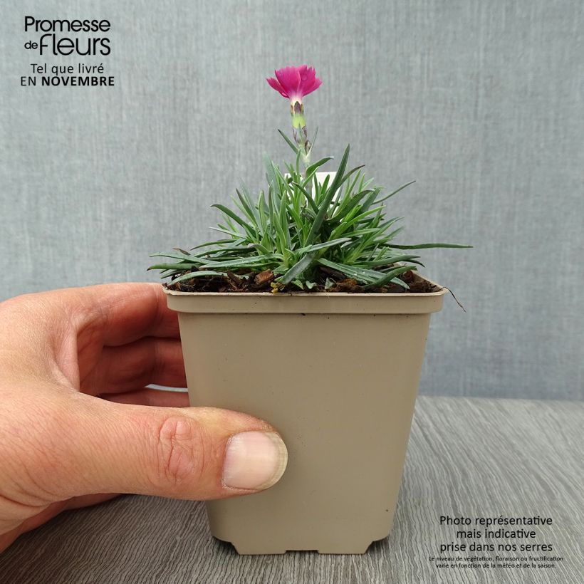 Example of Pfingst-Nelke Badenia - Dianthus gratianopolitanus Kleine Töpfe von 8/9 cm as you get in automne