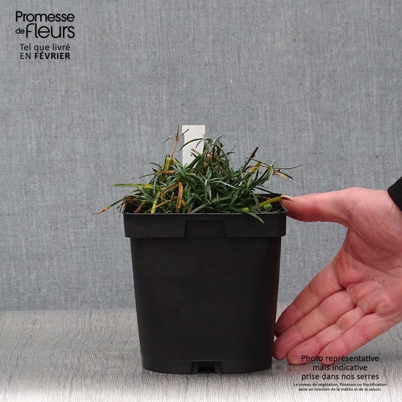 Exemplar von Pfingst-Nelke Badenia - Dianthus gratianopolitanus Topf mit 2L/3L wie im Winter geliefert