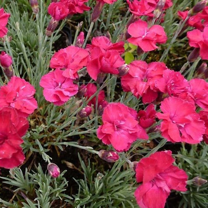 Pfingst-Nelke Bombardier - Dianthus gratianopolitanus (Flowering)