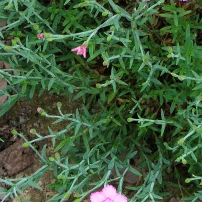 Pfingst-Nelke Eydangeri - Dianthus gratianopolitanus (Foliage)