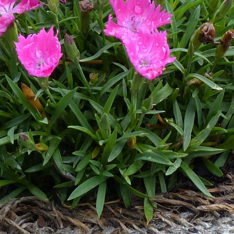 Pfingst-Nelke Kahori - Dianthus gratianopolitanus (Foliage)