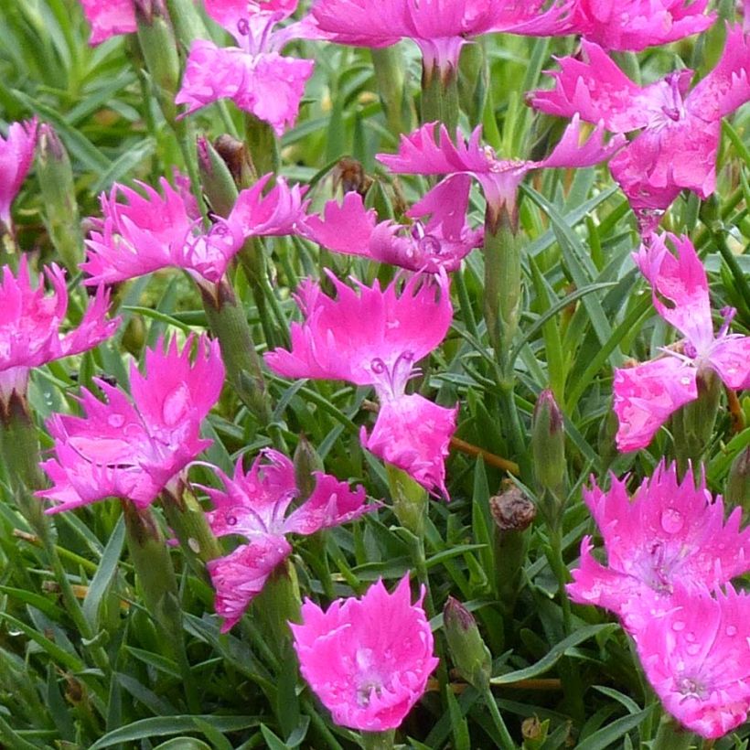 Pfingst-Nelke Kahori - Dianthus gratianopolitanus (Flowering)