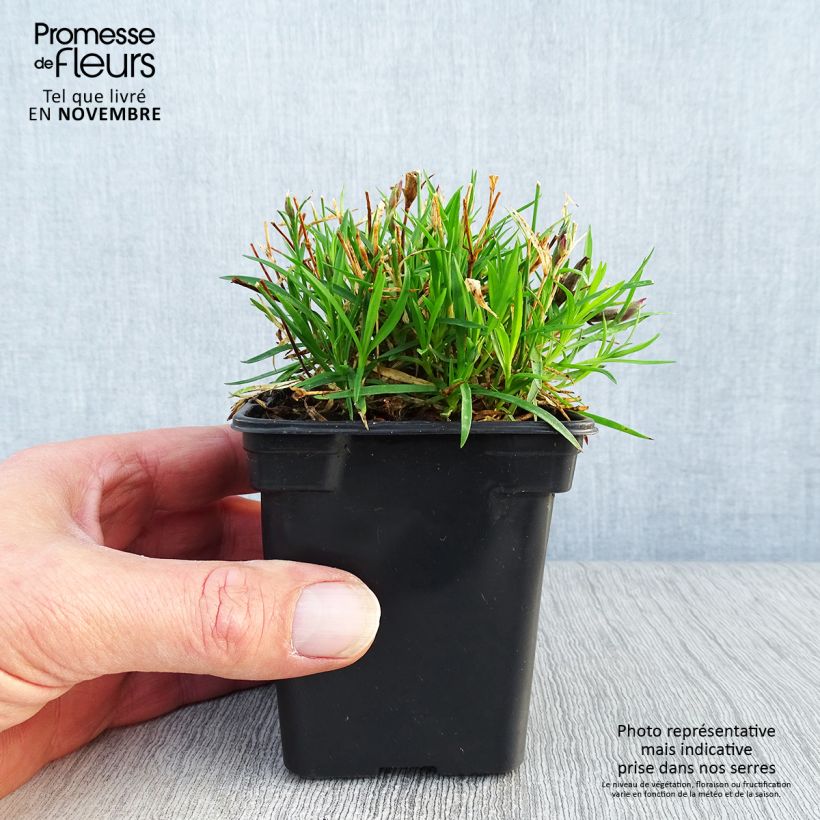 Example of Pfingst-Nelke Kahori - Dianthus gratianopolitanus Kleine Töpfe von 7/8 cm as you get in automne