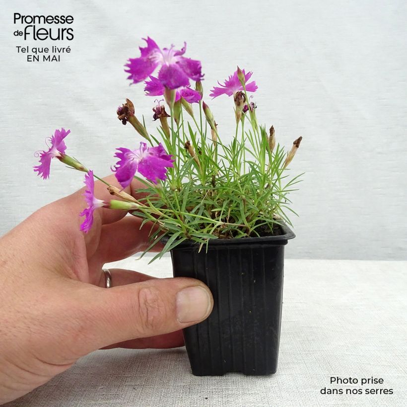 Exemplar von Pfingst-Nelke Kahori - Dianthus gratianopolitanus Kleine Töpfe von 7/8 cm wie im Frühjahr geliefert