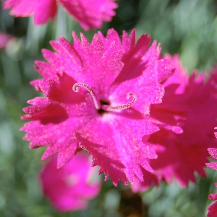 Pfingst-Nelke Splendens - Dianthus gratianopolitanus (Flowering)