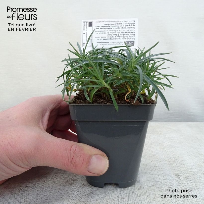Exemplar von Pfingst-Nelke Whatfield Gem - Dianthus gratianopolitanus Kleine Töpfe von 8/9 cm wie im Winter geliefert