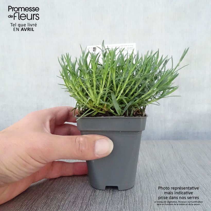 Exemplar von Pfingst-Nelke Whatfield Gem - Dianthus gratianopolitanus Kleine Töpfe von 8/9 cm wie im Frühjahr geliefert