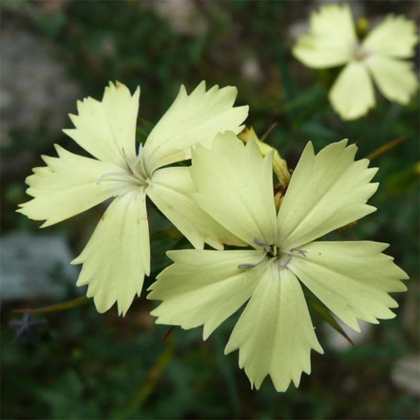 Schwefel-Nelke - Dianthus knappii (Flowering)