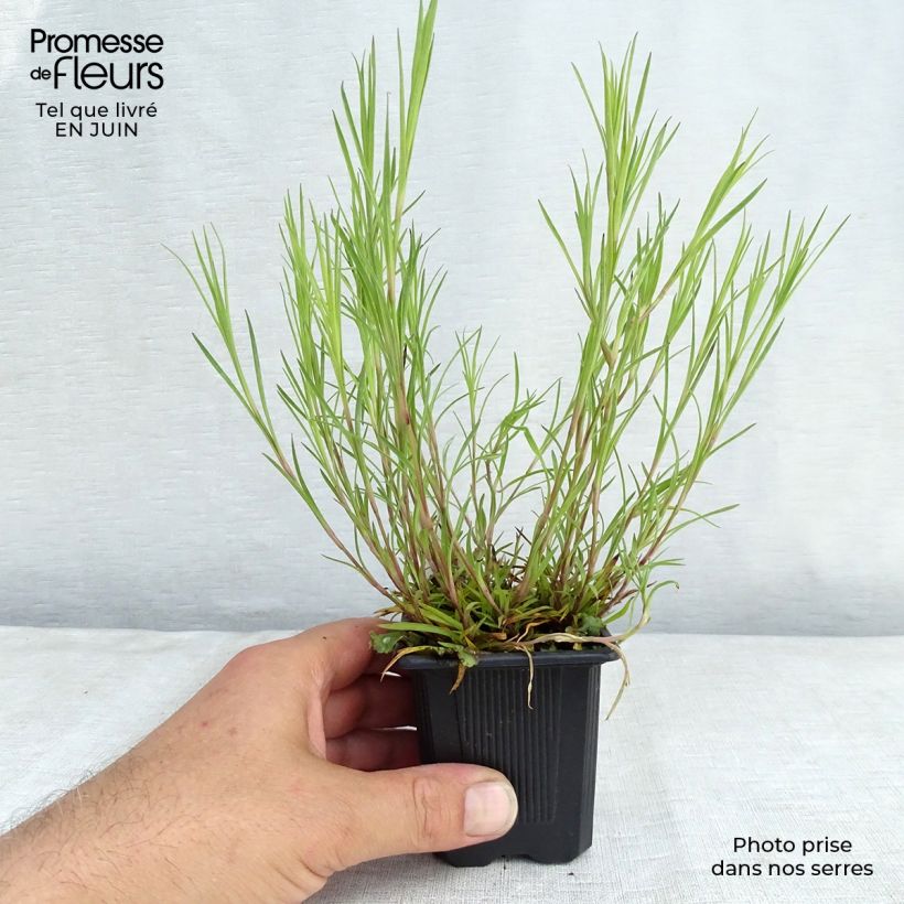 Exemplar von Schwefel-Nelke - Dianthus knappii Kleine Töpfe von 8/9 cm wie im Sommer geliefert