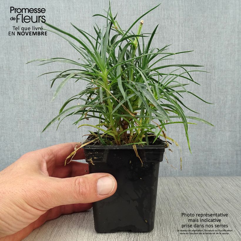 Example of Feder-Nelke Cranmere Pool - Dianthus plumarius Kleine Töpfe von 7/8 cm as you get in automne
