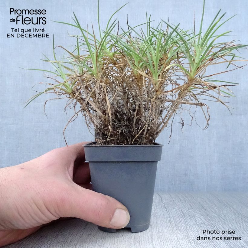 Exemplar von Feder-Nelke Cranmere Pool - Dianthus plumarius Kleine Töpfe von 7/8 cm wie im Winter geliefert