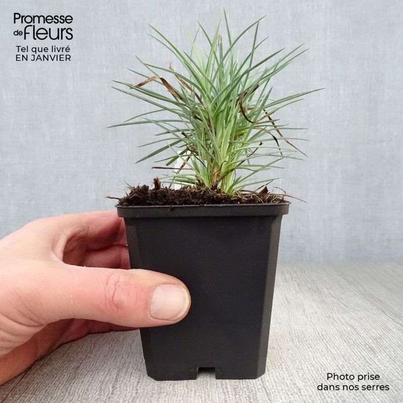 Exemplar von Feder-Nelke David - Dianthus plumarius Kleine Töpfe von 8/9 cm wie im Winter geliefert