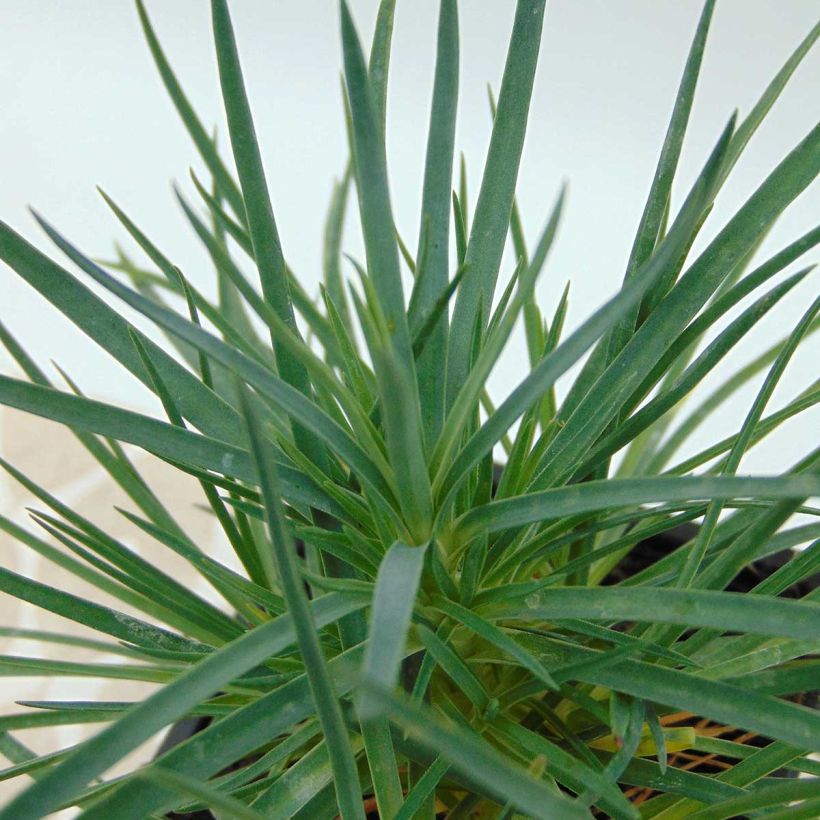 Feder-Nelke Desmond - Dianthus plumarius (Foliage)