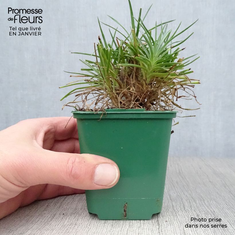 Exemplar von Feder-Nelke Desmond - Dianthus plumarius Kleine Töpfe von 8/9 cm wie im Winter geliefert