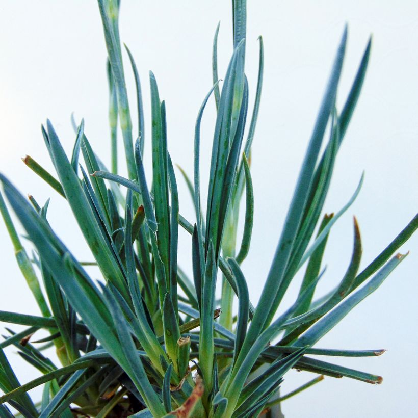 Feder-Nelke Devon Cream - Dianthus plumarius (Foliage)