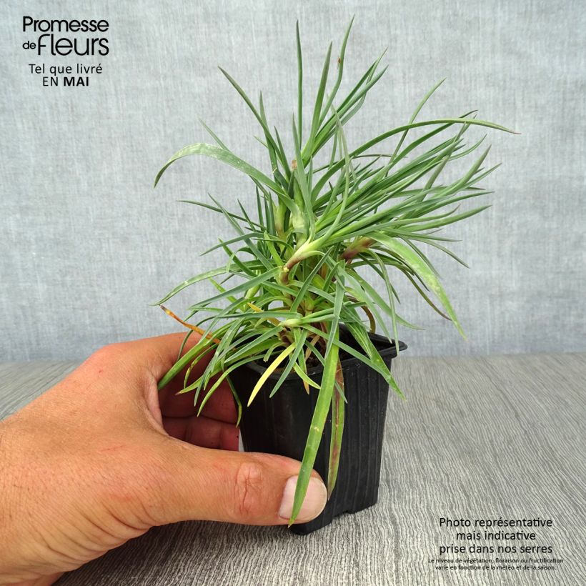 Exemplar von Feder-Nelke Devon Dove - Dianthus plumarius Kleine Töpfe von 7/8 cm wie im Frühjahr geliefert