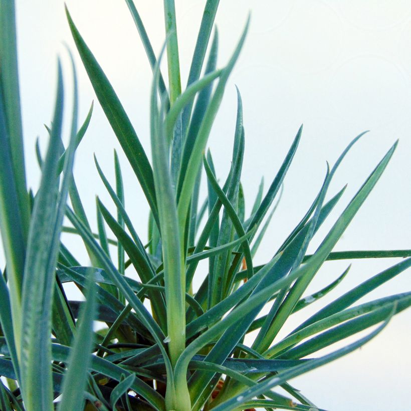 Feder-Nelke Devon Dove - Dianthus plumarius (Foliage)