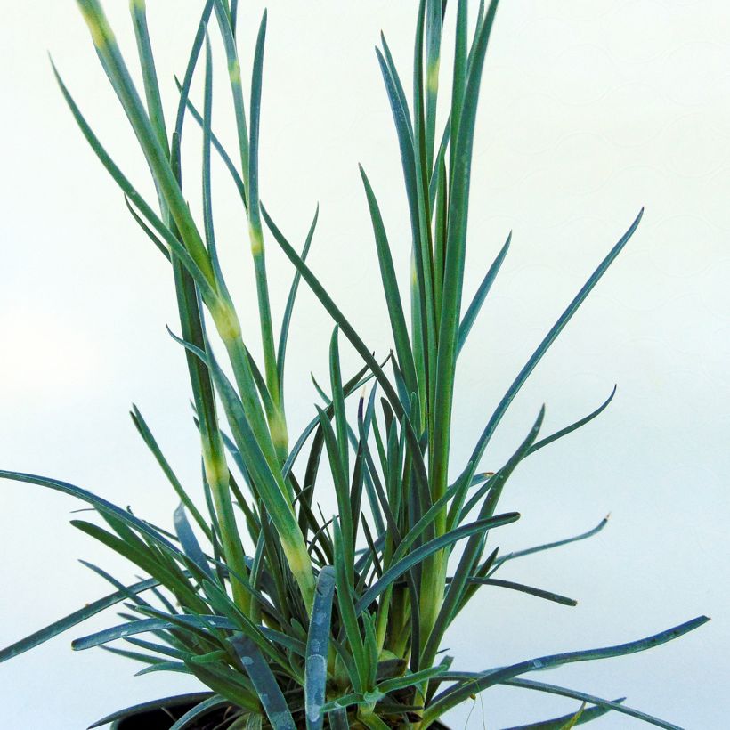 Feder-Nelke Devon Magic - Dianthus plumarius (Foliage)