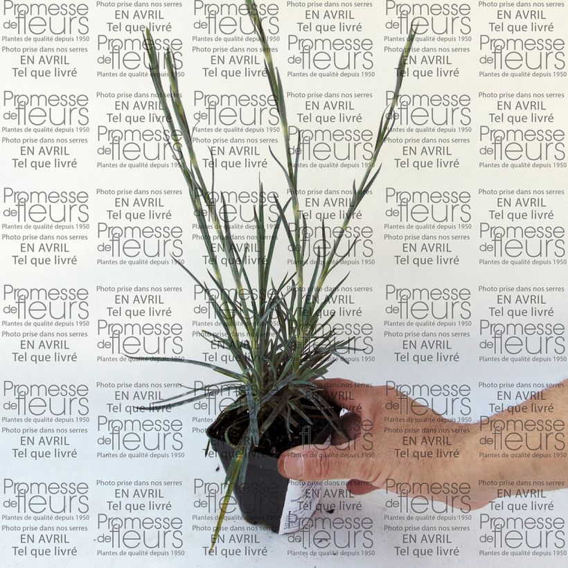 Example of Feder-Nelke Devon Magic - Dianthus plumarius Kleine Töpfe von 8/9 cm as you get
