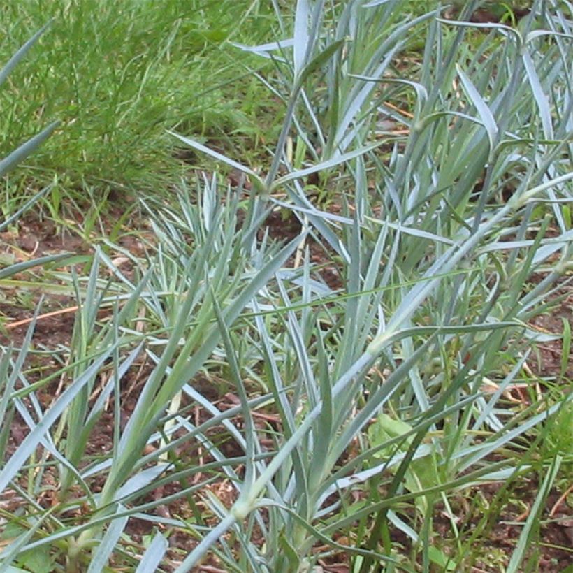 Feder-Nelke Doris - Dianthus plumarius (Foliage)