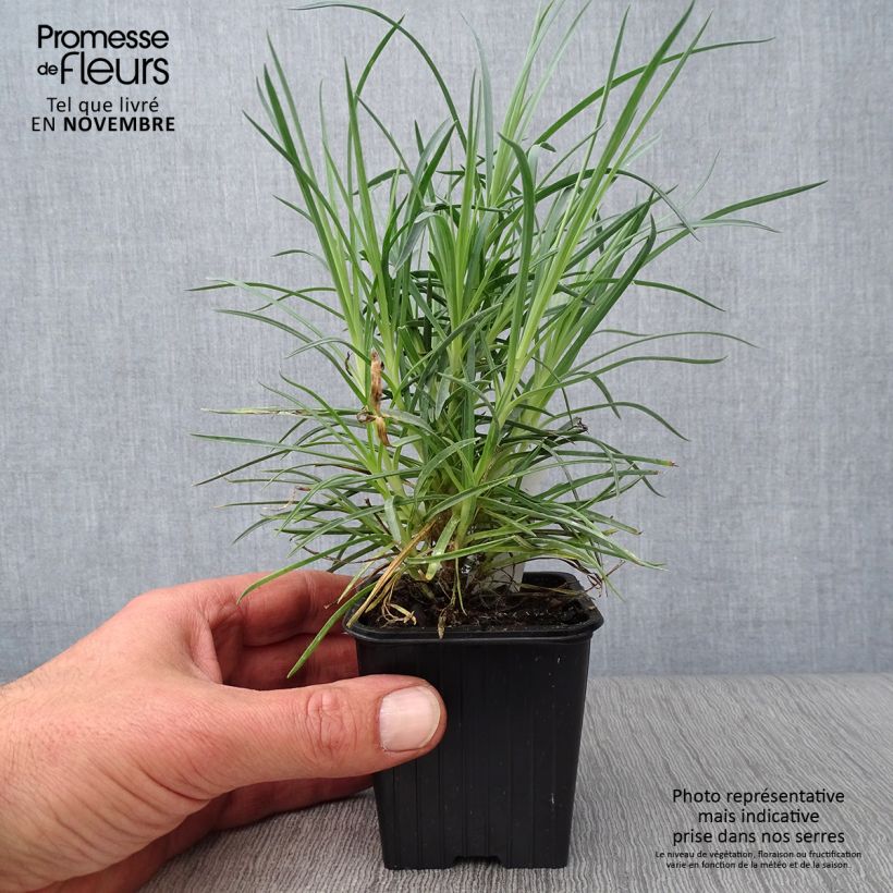 Example of Feder-Nelke Doris - Dianthus plumarius Kleine Töpfe von 8/9 cm as you get in automne