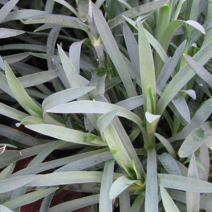 Feder-Nelke Flore Pleno Albus - Dianthus plumarius (Foliage)