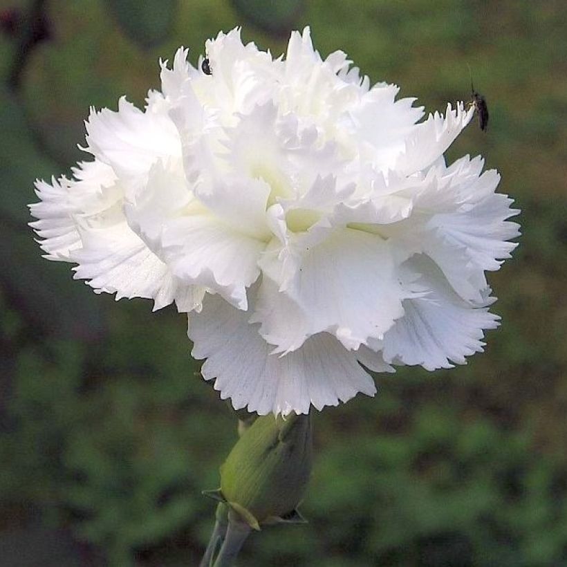 Feder-Nelke Flore Pleno Albus - Dianthus plumarius (Flowering)