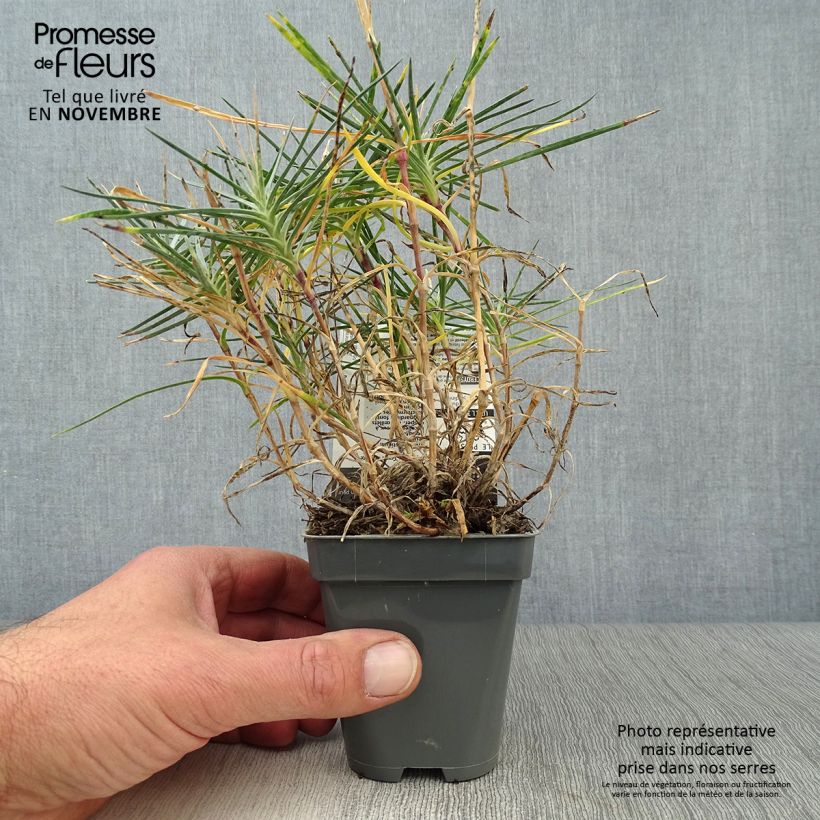 Example of Feder-Nelke Gran's Favourite - Dianthus plumarius Kleine Töpfe von 8/9 cm as you get in automne