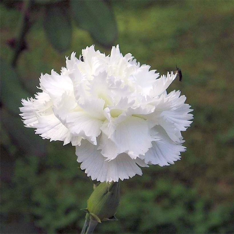 Feder-Nelke Haytor White - Dianthus plumarius (Flowering)