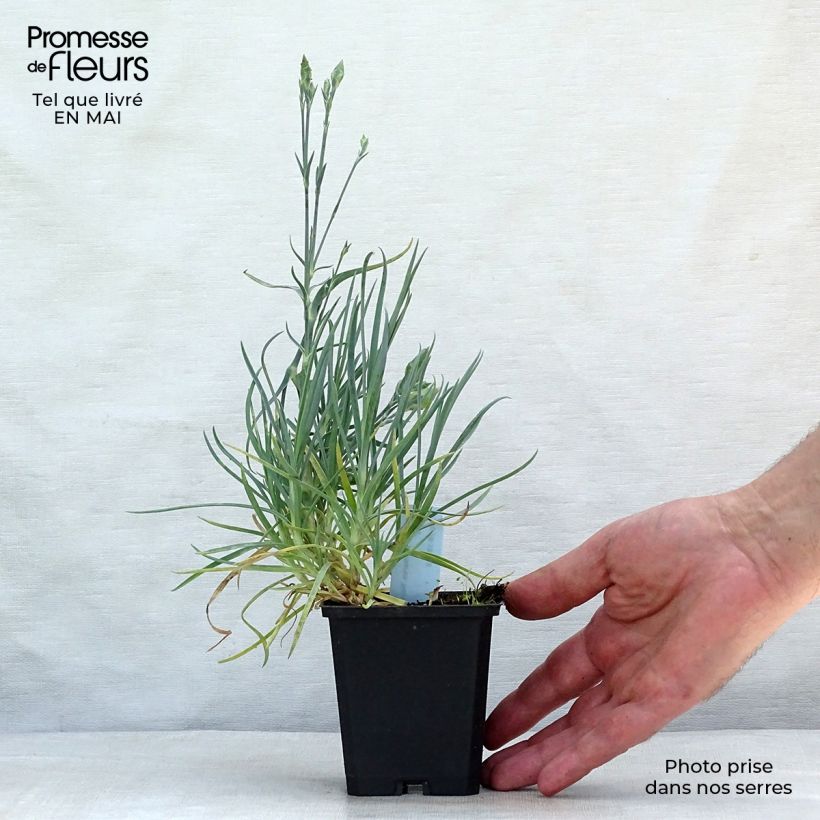 Exemplar von Feder-Nelke Haytor White - Dianthus plumarius Kleine Töpfe von 8/9 cm wie im Frühjahr geliefert