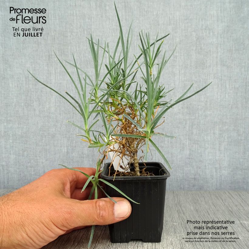 Exemplar von Feder-Nelke Haytor White - Dianthus plumarius Kleine Töpfe von 8/9 cm wie im Sommer geliefert
