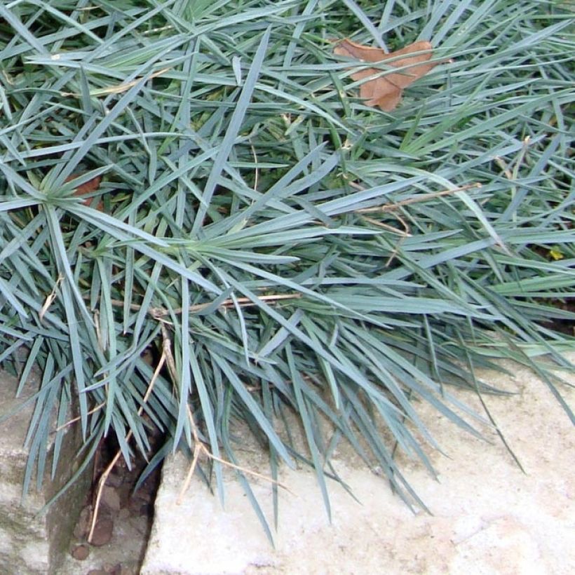 Feder-Nelke Heidi - Dianthus plumarius (Foliage)