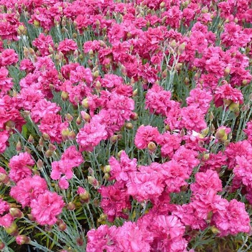 Feder-Nelke Heidi - Dianthus plumarius (Flowering)