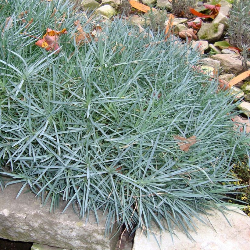 Feder-Nelke Heidi - Dianthus plumarius (Plant habit)