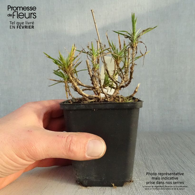 Exemplar von Feder-Nelke Heidi - Dianthus plumarius Kleine Töpfe von 8/9 cm wie im Winter geliefert