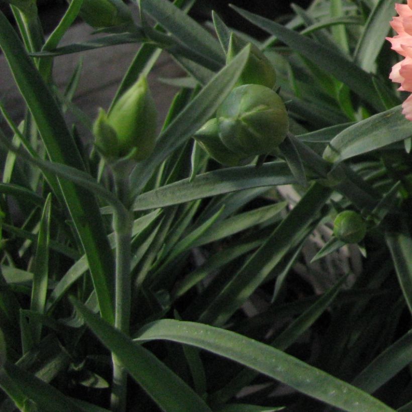 Feder-Nelke Helen - Dianthus plumarius (Foliage)