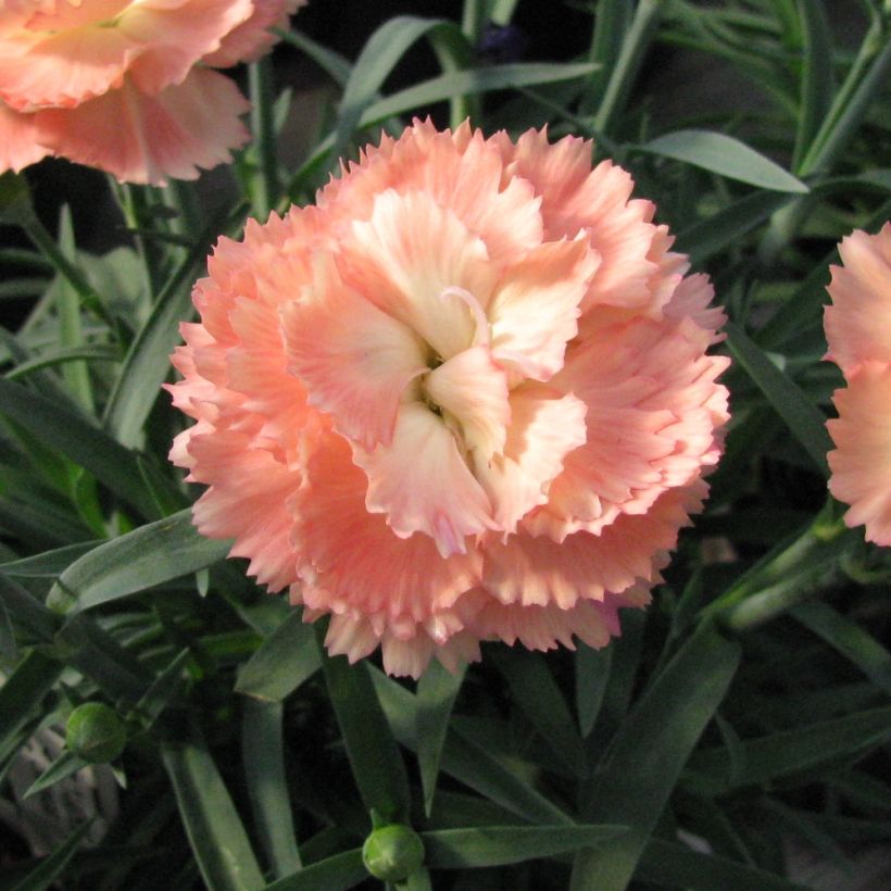 Feder-Nelke Helen - Dianthus plumarius (Flowering)