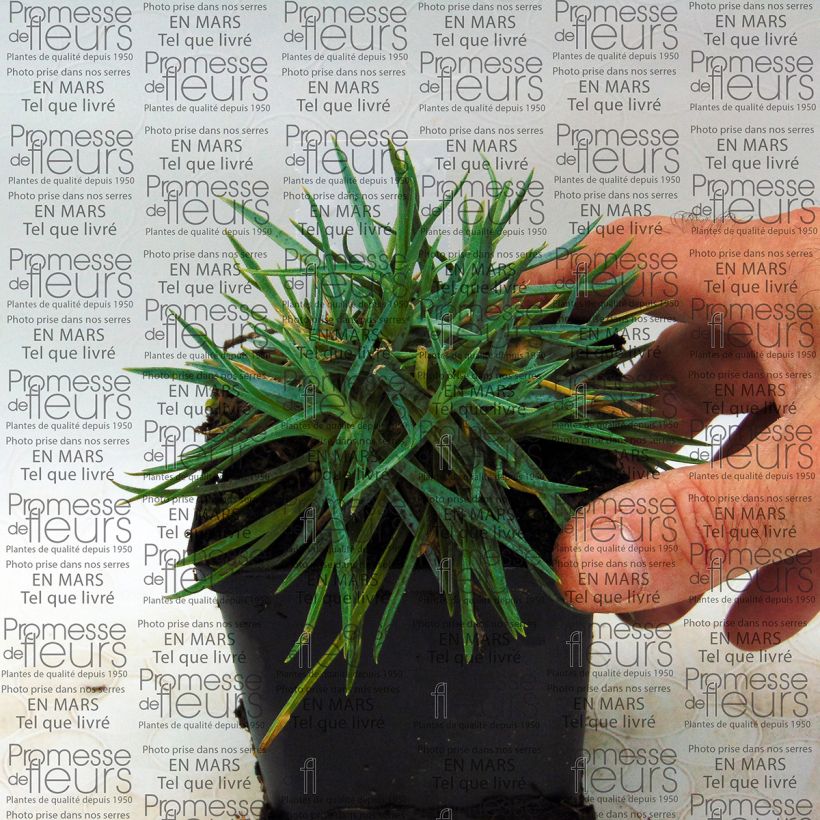 Example of Feder-Nelke Helen - Dianthus plumarius Kleine Töpfe von 8/9 cm as you get