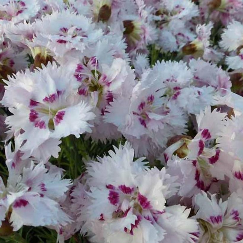 Feder-Nelke Ine - Dianthus plumarius (Flowering)