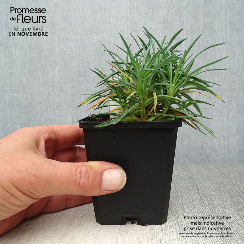 Example of Feder-Nelke Ine - Dianthus plumarius Kleine Töpfe von 8/9 cm as you get in automne