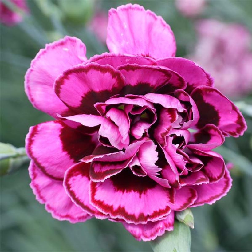 Feder-Nelke Laced Monarch - Dianthus plumarius (Flowering)